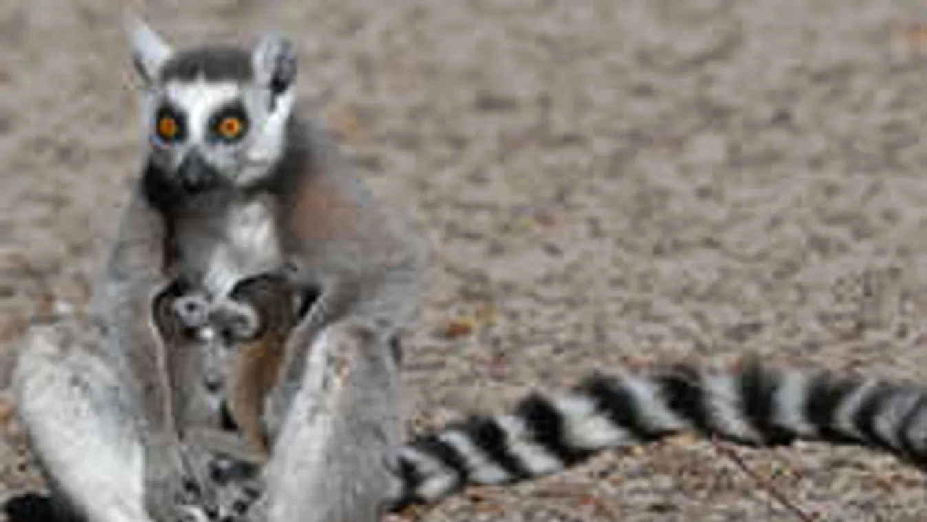 Bemutatták az újszülött makikat Debrecenben - elolvadsz a fotóktól