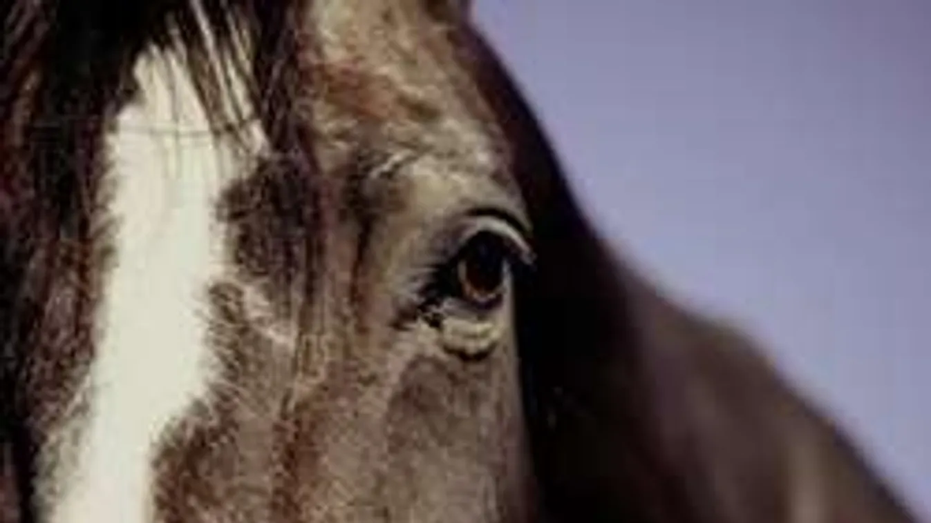 Brutális állatkínzás: földön fekvő, sérült pónit vonszolt kocsijával a férfi