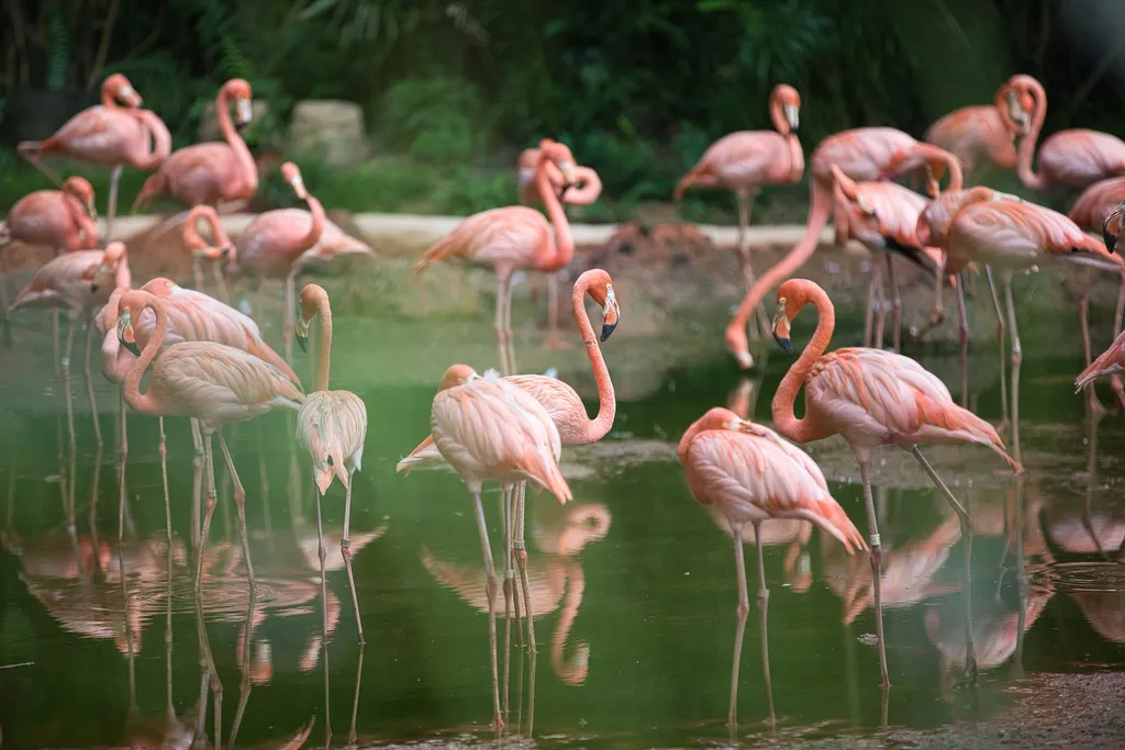 Flamingó