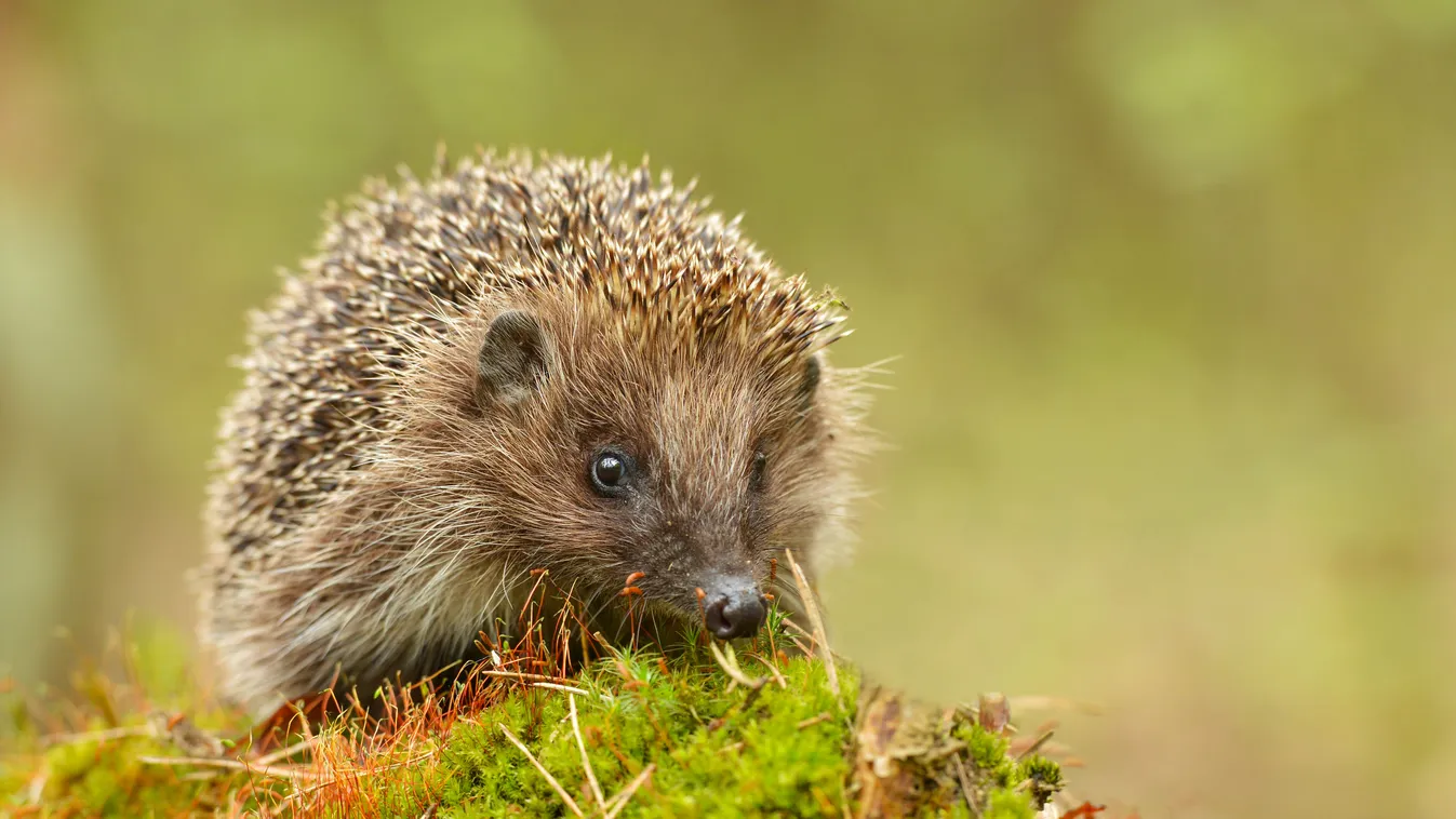 Brutális állatkínzás: rúgják, botokkal ütik a sünöket a nyíregyházi lakótelepen