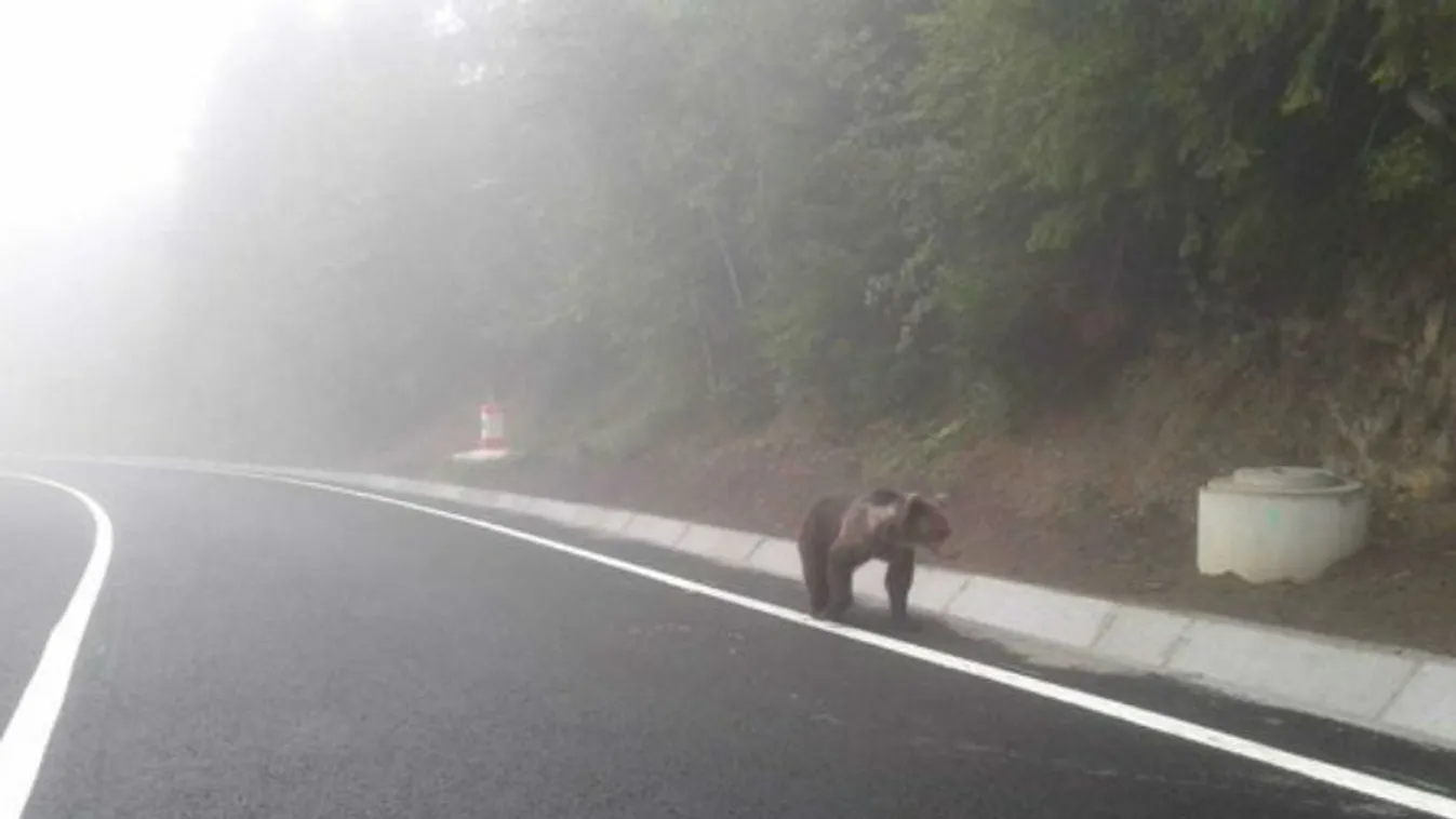 Rettegnek a helyiek, elképesztő, mit művelnek Székelyföldön a medvék