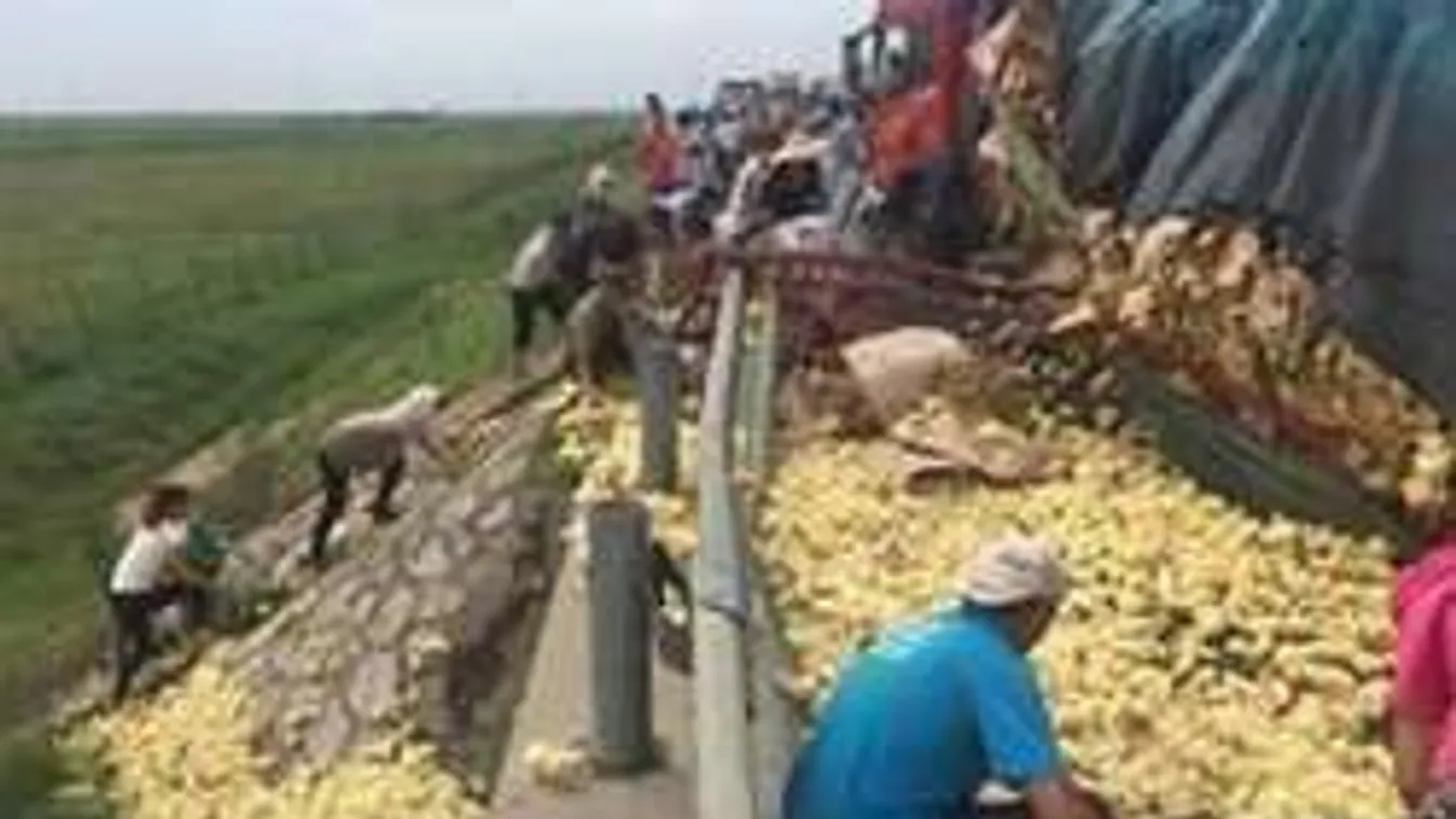 Ilyet még nem láttál: milliónyi naposcsibe szabadult el egy balesetben!