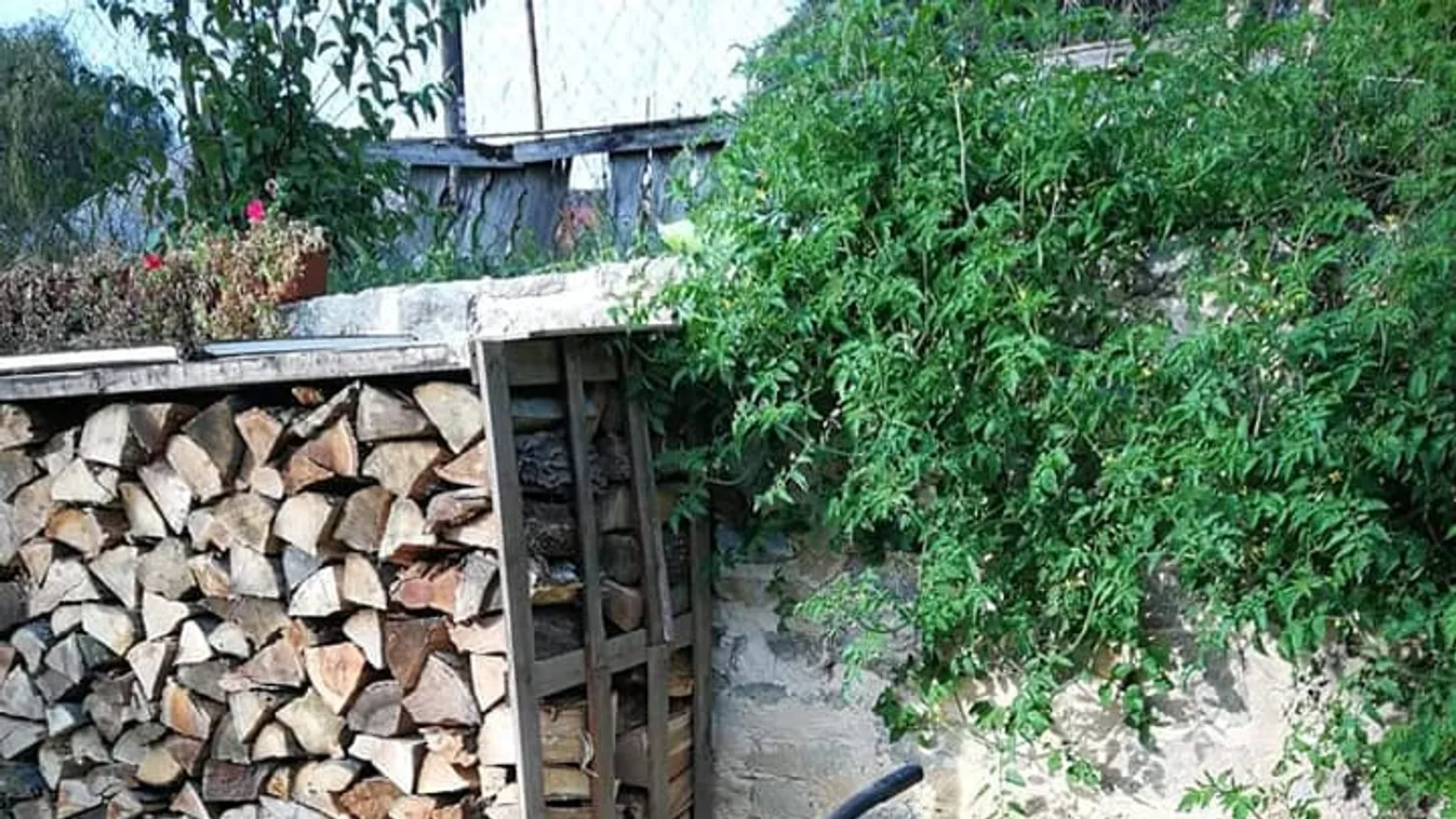 Zente gyógykezelése: Elhárult az utolsó akadály, hamarosan kezdődhet a terápia