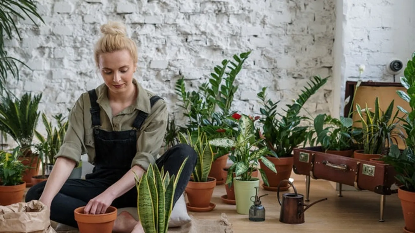 Ezeket a szobanövényeket szerezd be, ha a fűtés miatt száraz a levegő