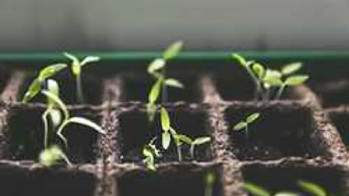 Palántáid gyilkosa nem a vakond: ez a kártevő végez tömeges pusztítást