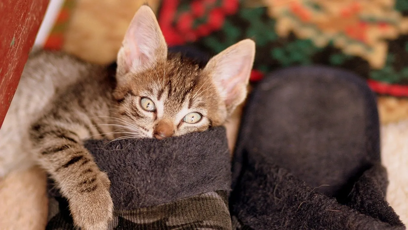 Itt a legújabb szőrös mamusz-őrület, ezt imádni fogod