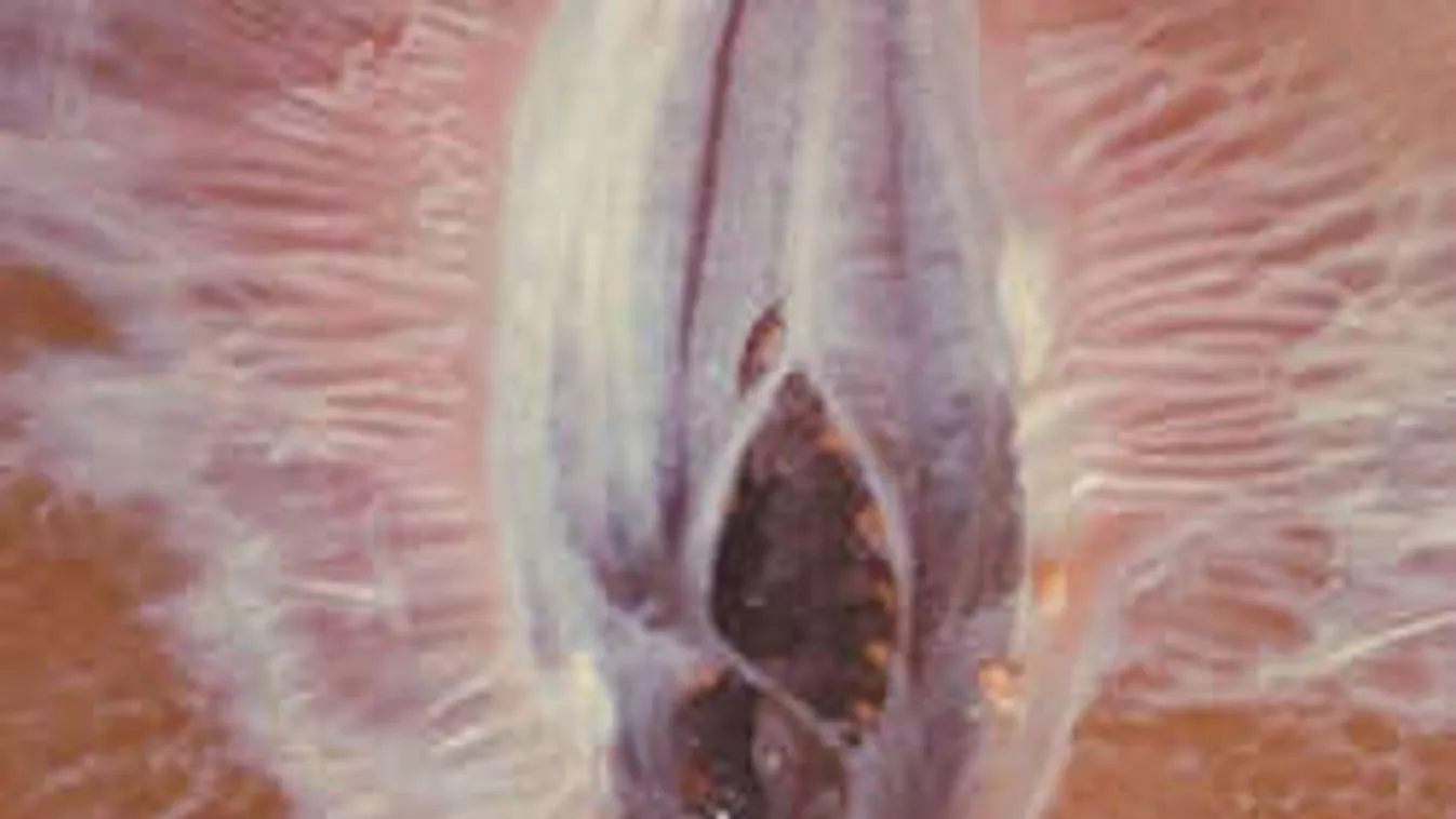 A nő forró öle: kerested ma már?