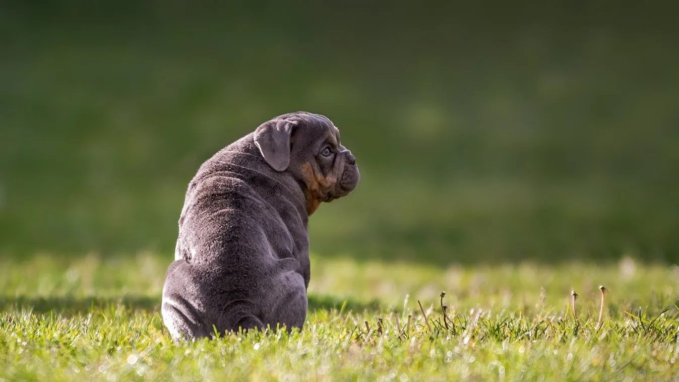 Szokatlan küldetés: Négylábú szökevények nyomába eredtek a budapesti rendőrök
