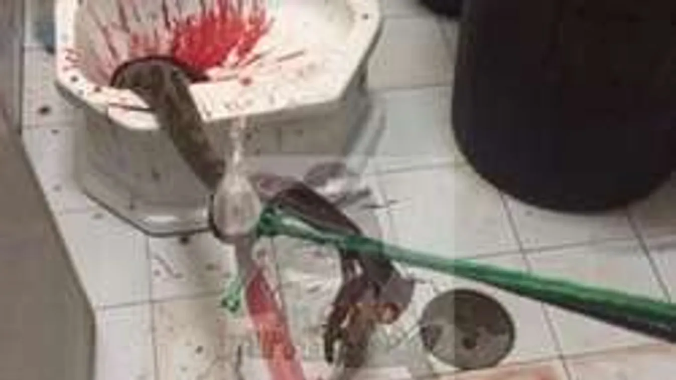 Horror! Óriás piton bukkant elő a vécéből és leharapta a férfi nemi szervét!