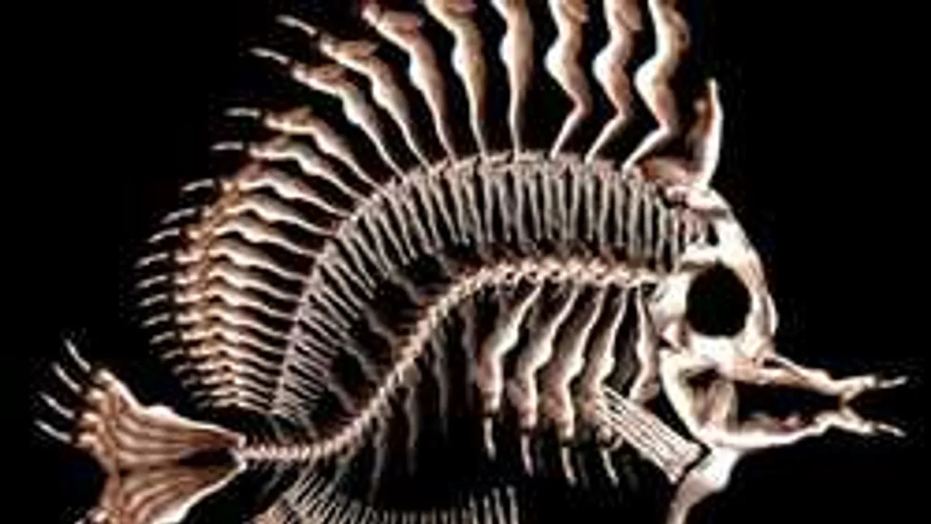 Ilyen pucér embereket se láttál még