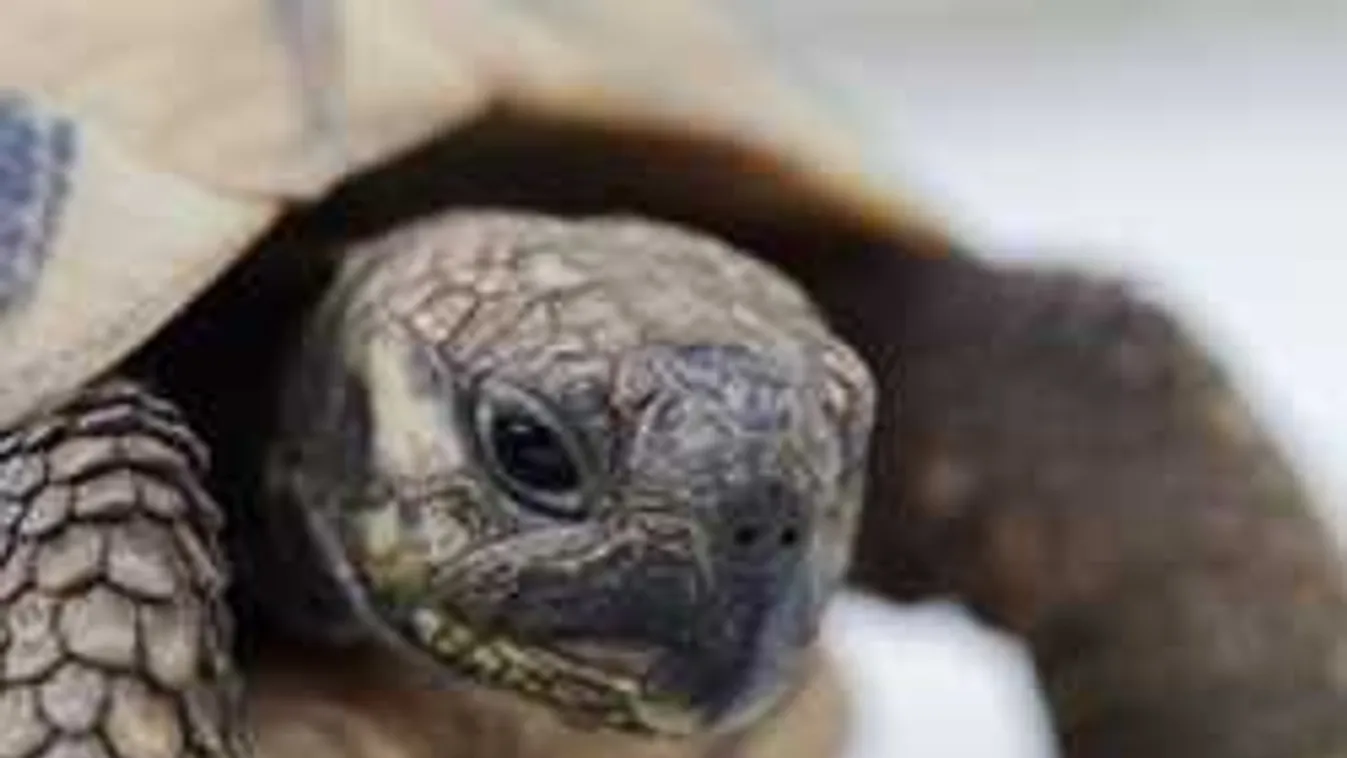 Közölte a rendőrség: itt fogták el az állatkerti teknőst agyonütő nőt