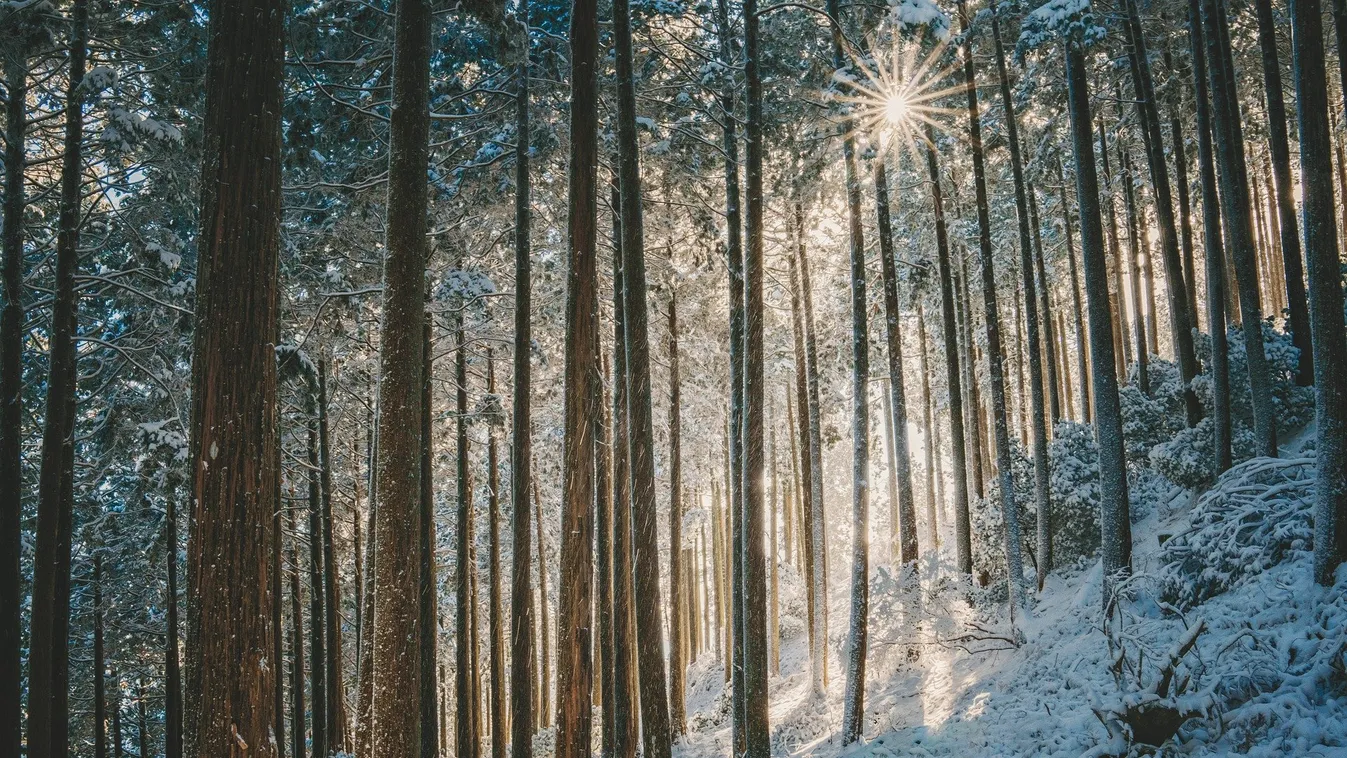 Baráti szívességből segített az öngyilkosságban a magyar férfi