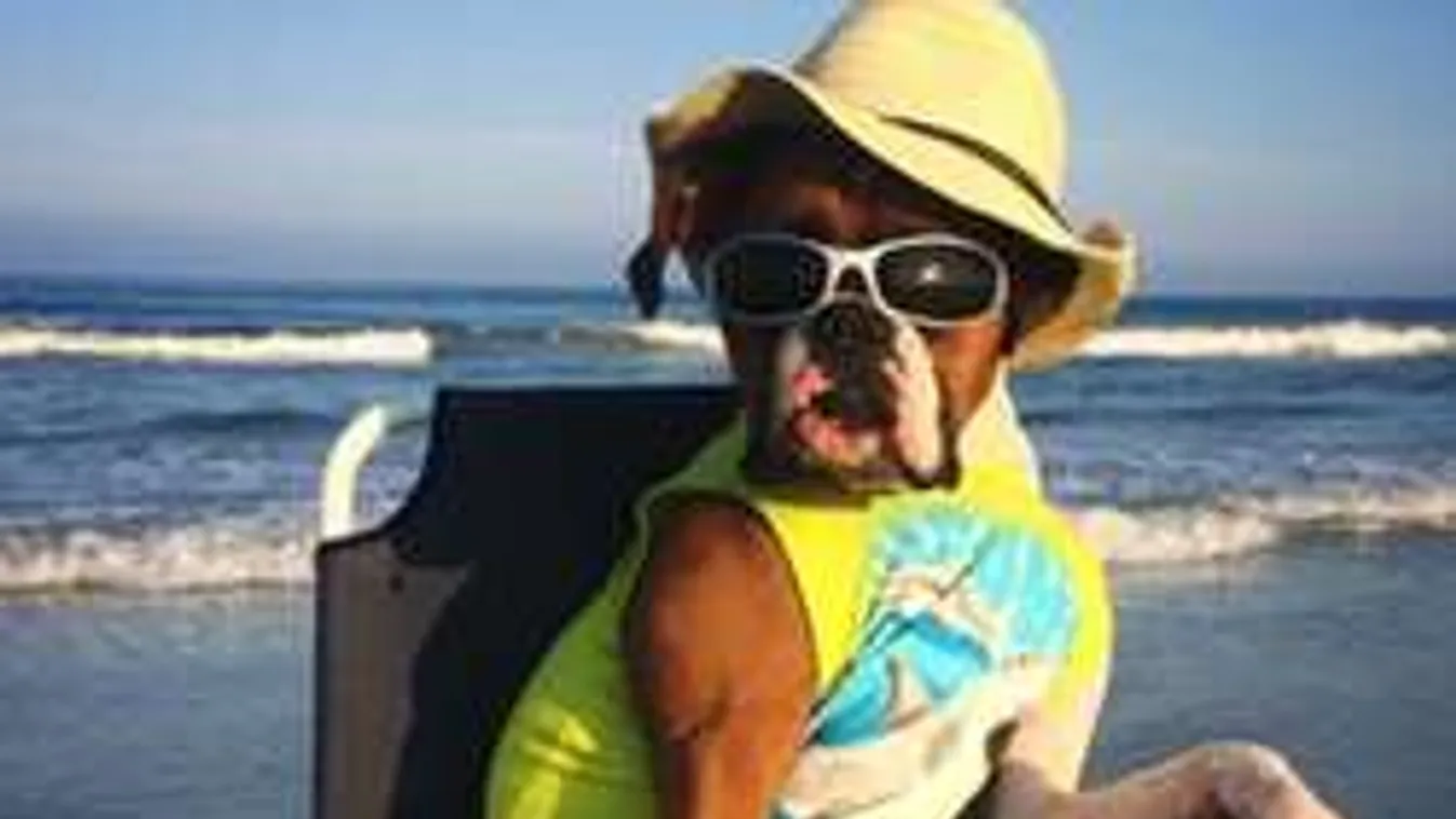 Kutyavilág Bogláron, a kutyás strandon...