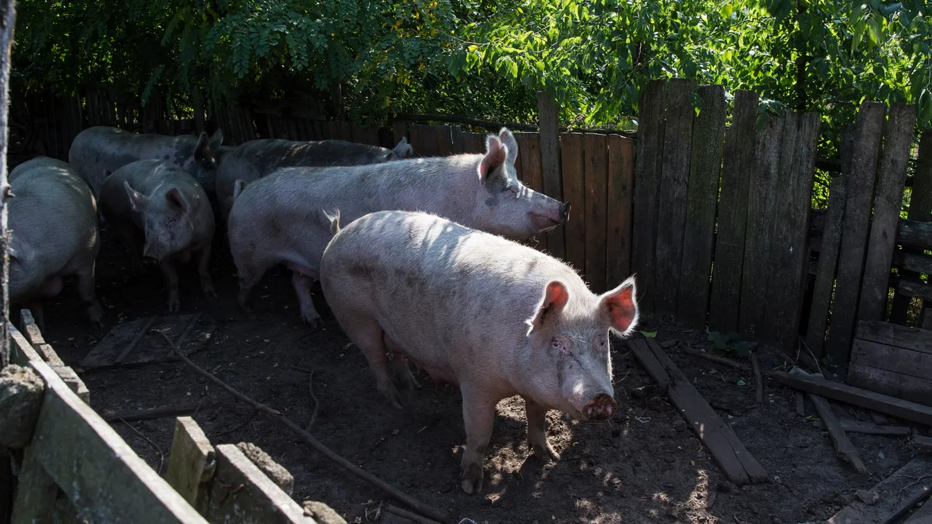 Hatalmas áttörés: Sertésszívvel él tovább a beteg férfi