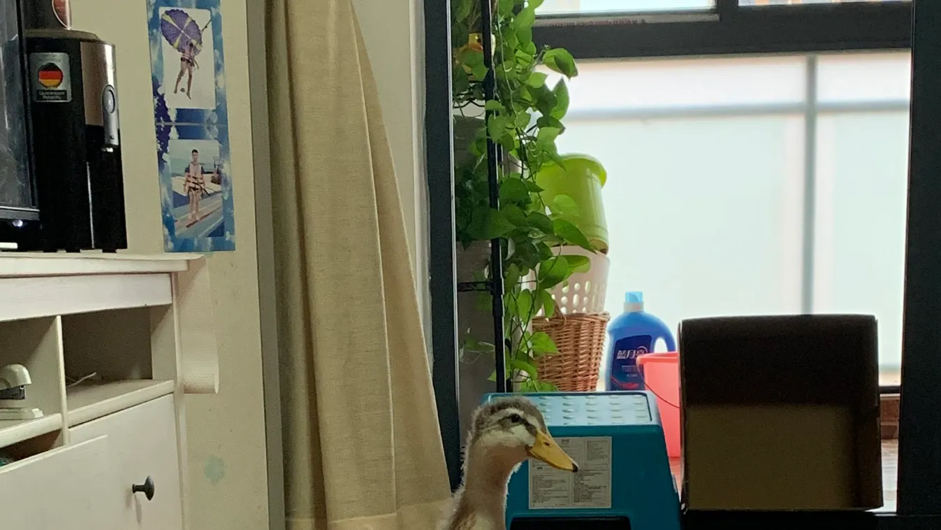 Ez a pelenkás kacsa a koronavírus-járvány legnagyobb mázlistája – Fotó