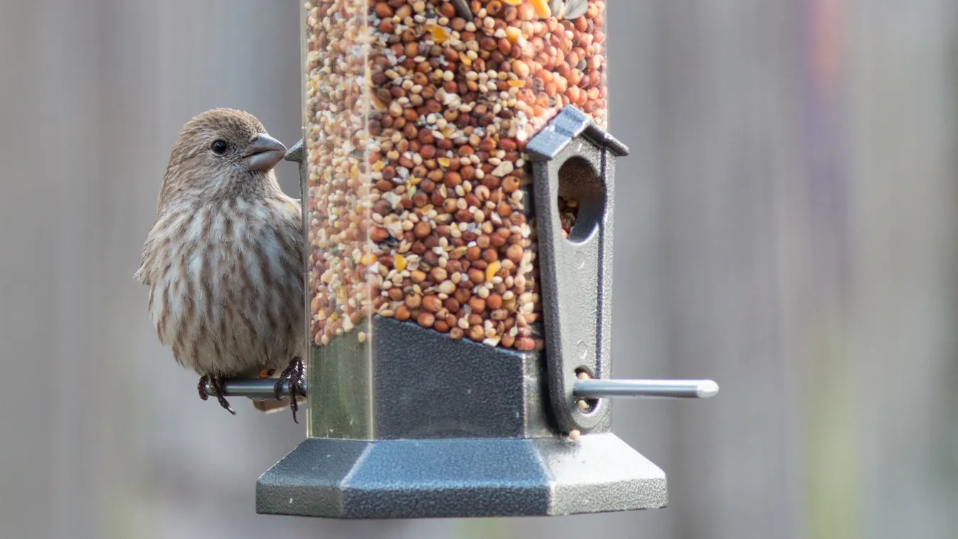 Nem minden madarat kell megmenteni