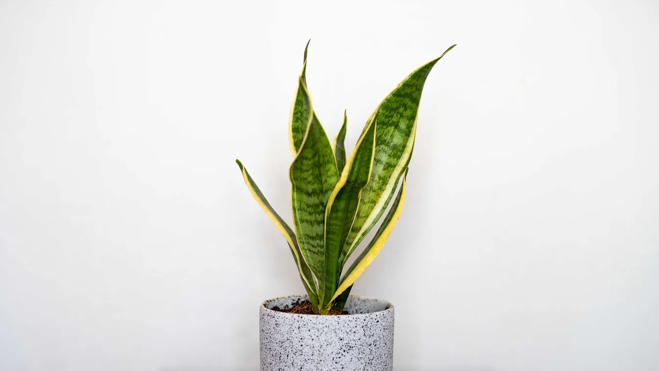 Mother,In,Laws,Tongue,Indoor,House,Plant