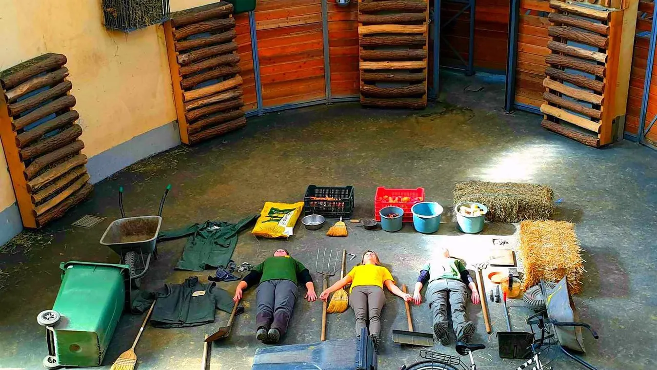 Ezt nézd meg: így szálltak be a zsiráfok gondozói a kihívásba