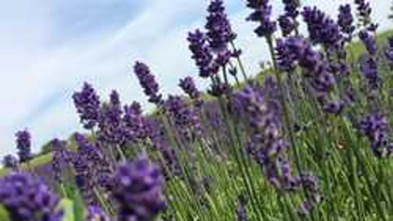 Elképesztő gyógyerő a levendulában, idén nyáron ne hagyd ki!