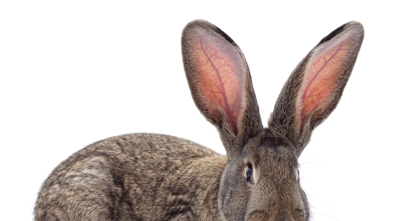 A nyuszi nem játék!