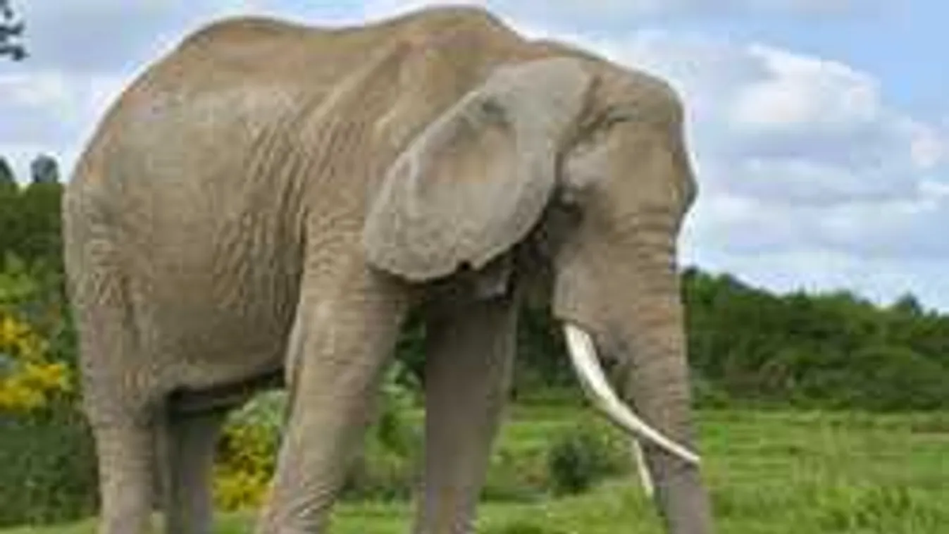 Így üldözi az elefánt a turistákat - videó