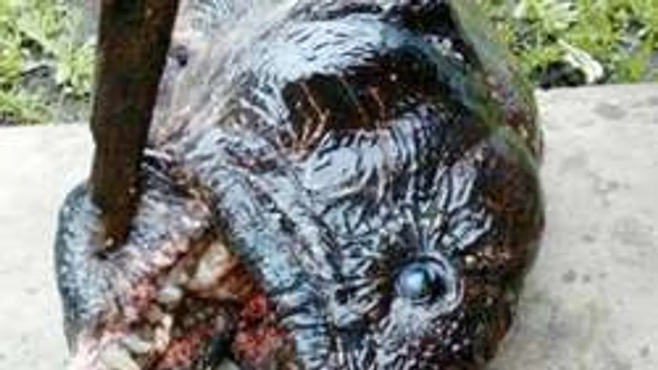 Éles fogú mutáns halszörnyet fogtak! Sokkot kaptak a halászok!