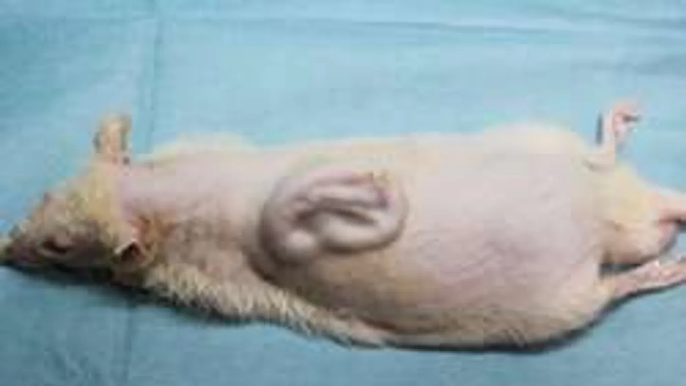 Bizarr kísérletezés Japánban: Emberi fül nő egy patkány hátán