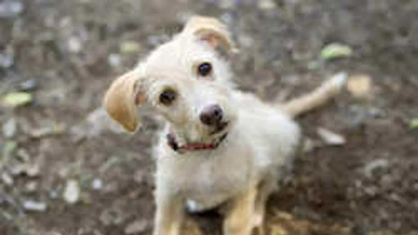 Segíts te is, legyen a kutyáknak is ünnep a karácsony