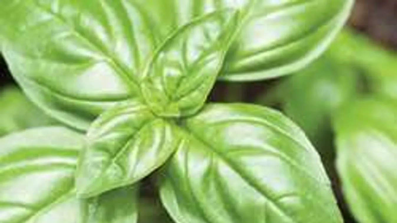 Ezt ültesd a kertedbe, és garantáltan békén hagynak a szúnyogok!