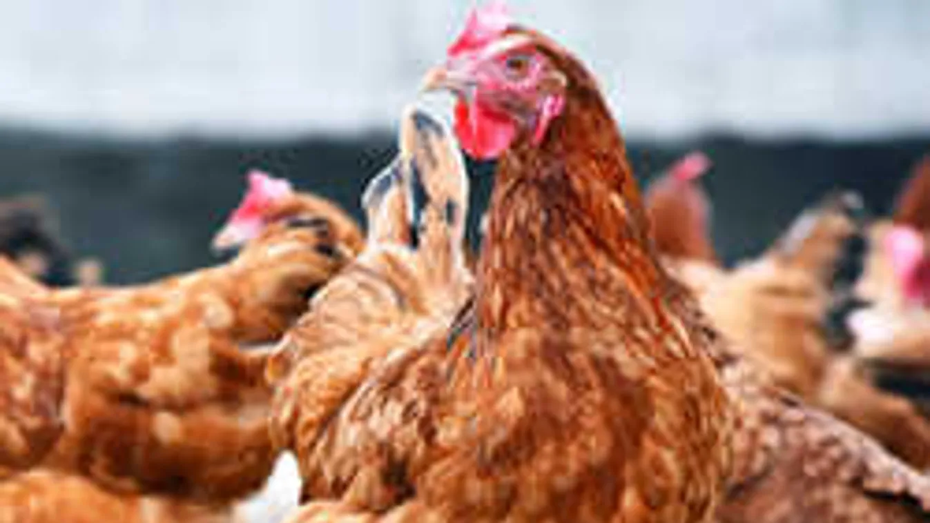 Bizarr videó: egy hete él fej nélkül a thaiföldi zombi csirke... +18