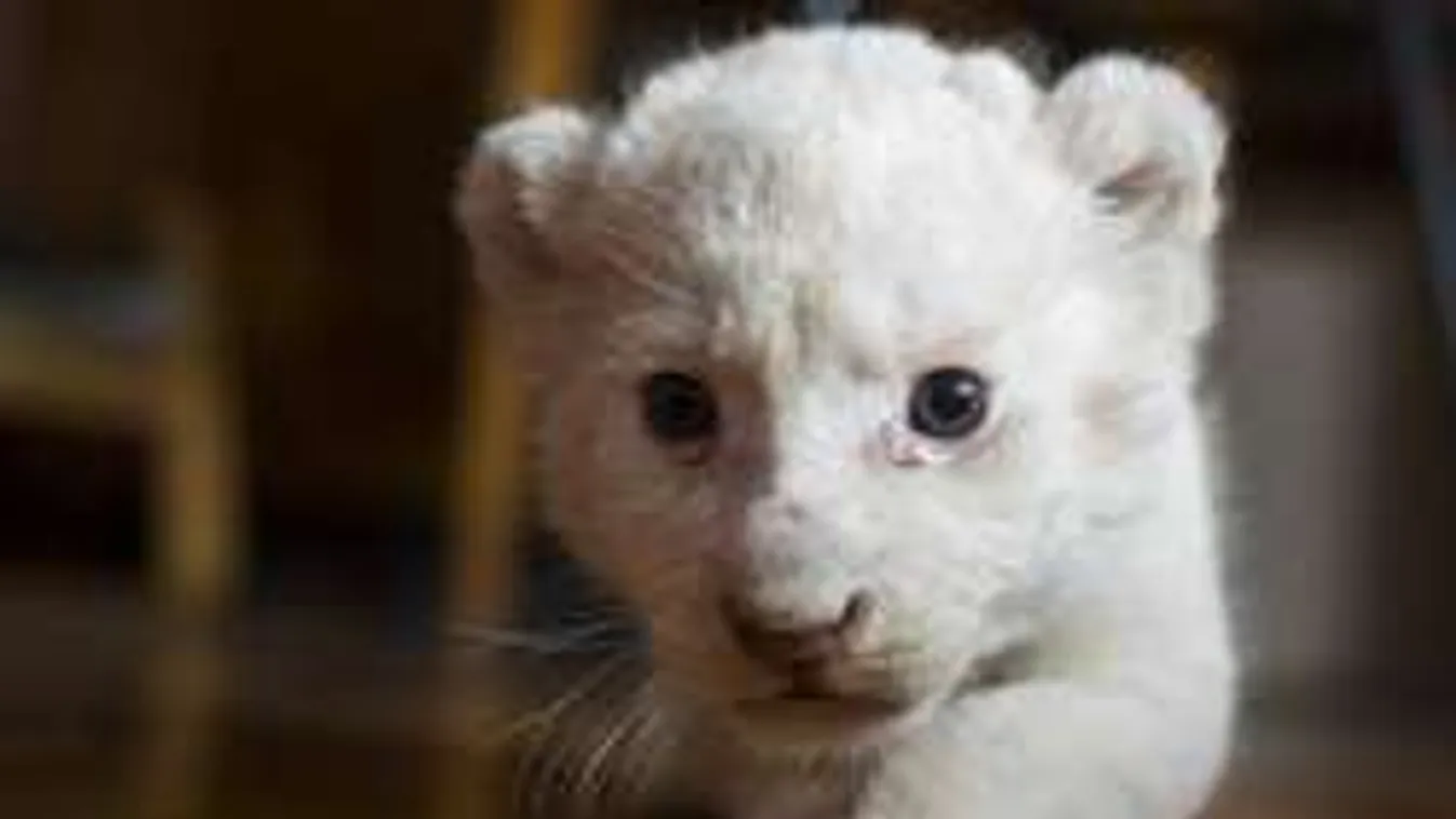 Ez volt ma a legcukibb: plüsstigris neveli a kis oroszlánt! - Galéria!