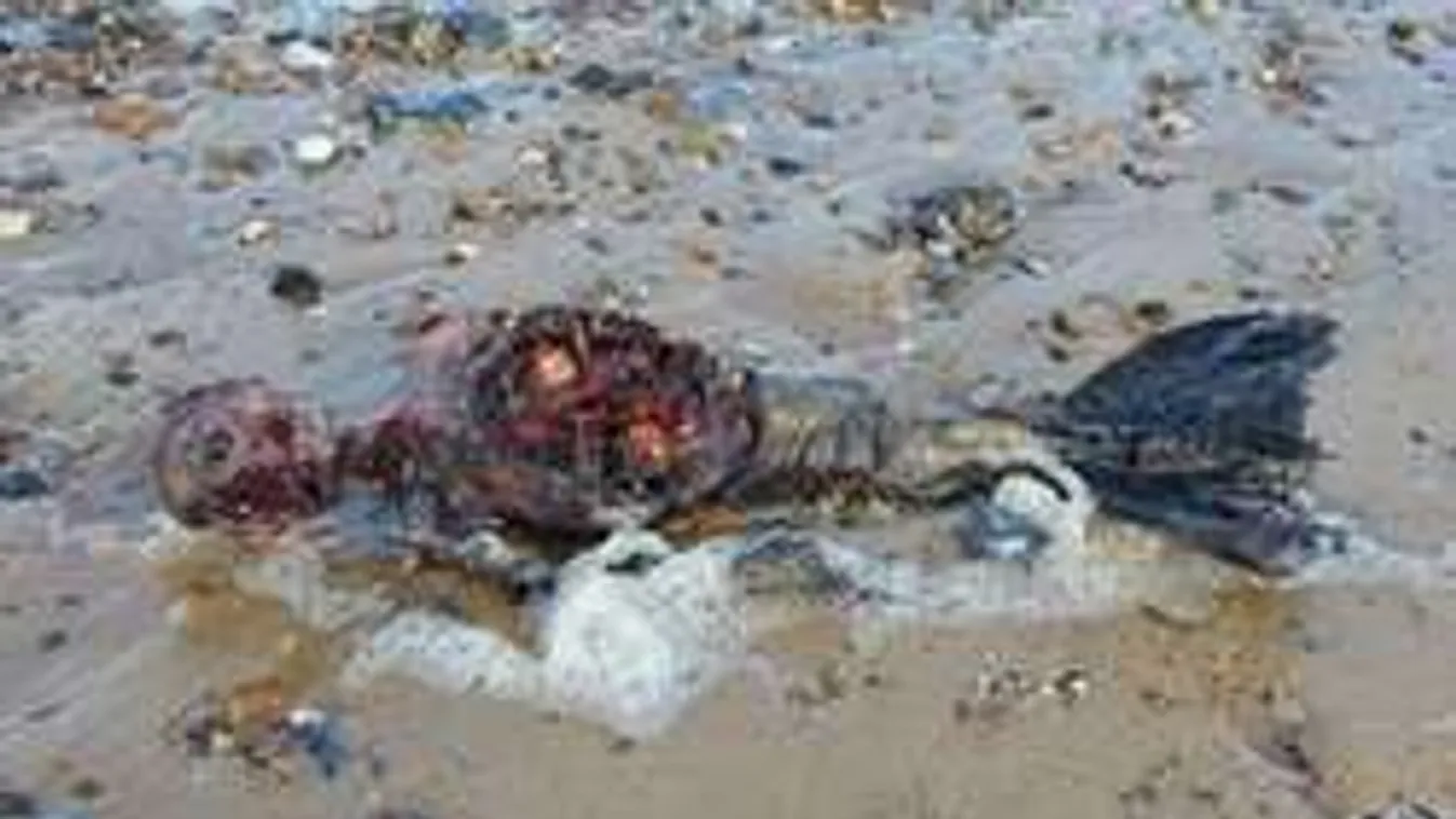 Rémálom a tengernél: Halott sellőt sodort partra az ár!