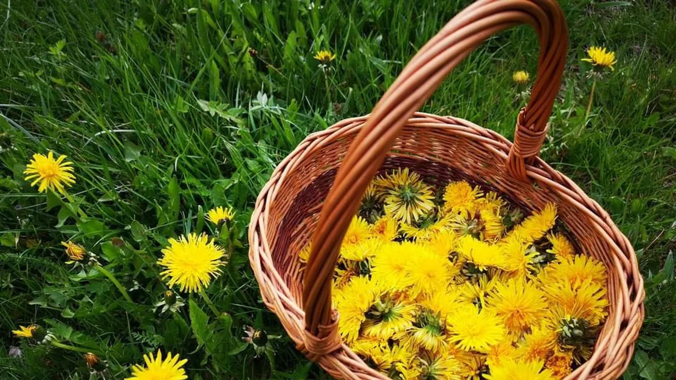 Ingyen adja a természet: így készíts gyógyító pitypangszörpöt