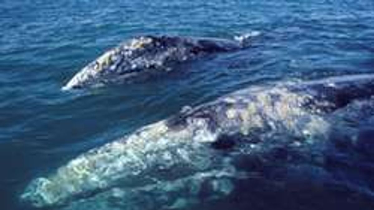 Legnagyobb pénisz bálnák Gigantikus méretű bálnapéniszt kaptak lencsevégre - Ripost