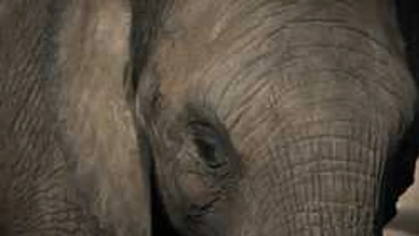 Megdöbbentő látvány, egy elefánt jelent meg a 6-os úton - videó