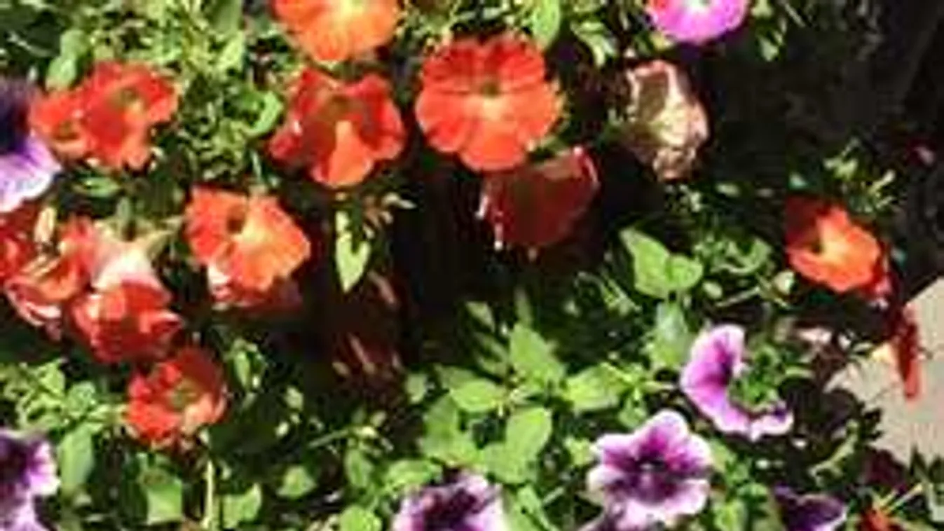 Ebből botrány lesz: Betiltott, mutáns növénnyel ültették tele a 6. kerületet