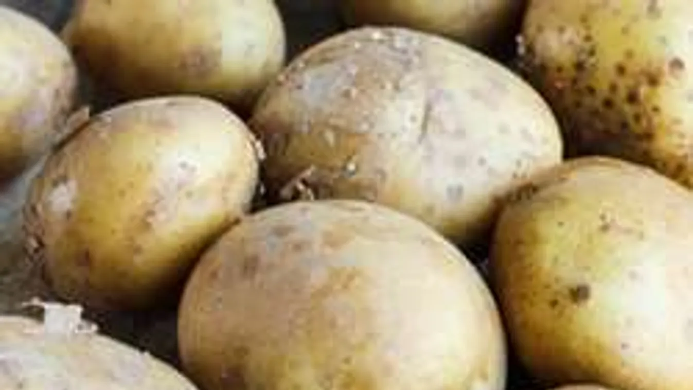 Fényévekkel egészségesebb most a krumpli
