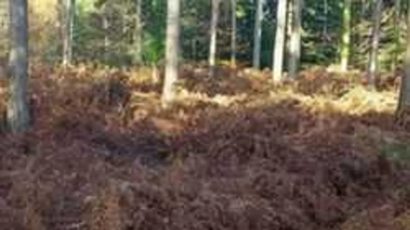 Találd meg a kutyát a képen - az emberek 87%-ának nem sikerül!