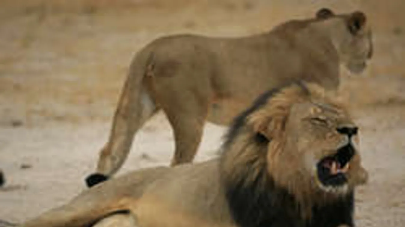 Orrszarvúval is végzett az Oroszlánkirály gyilkosa - Fotók