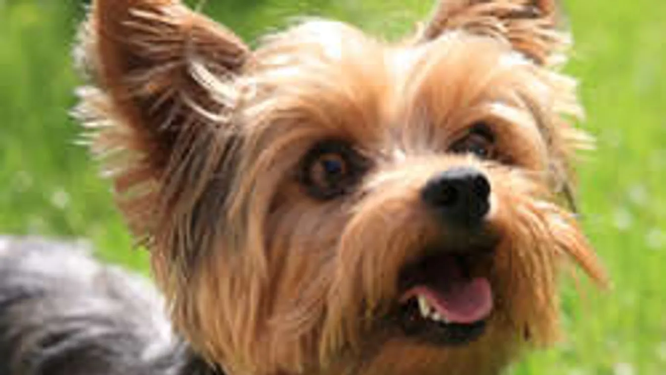 Megölte kutyáját a tahó focista