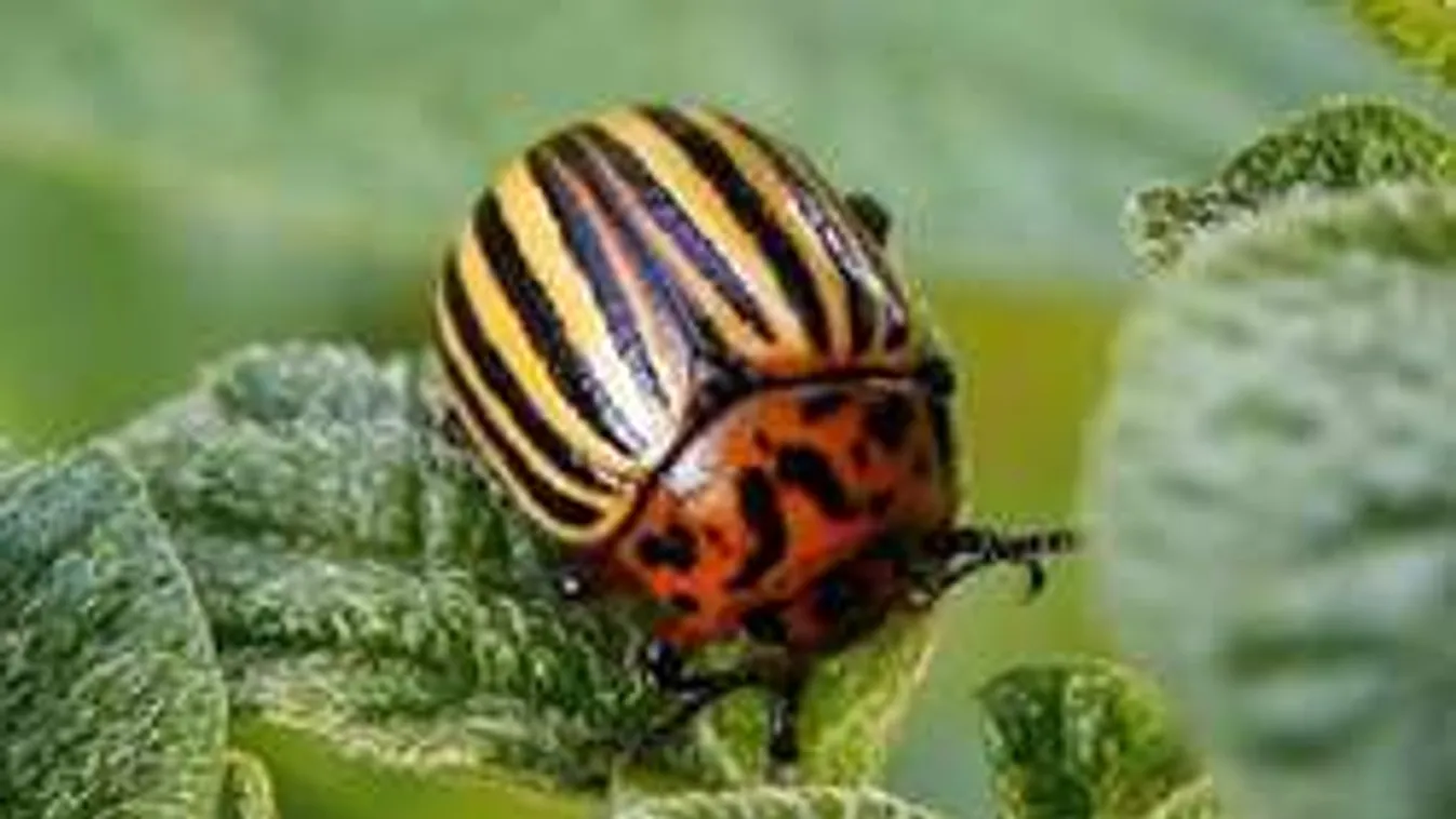 Veteményesed gyilkosa lehet a mostani kártevő roham