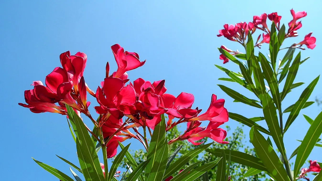 Így teleltesd a leandert: csodás virágokkal hálálja meg jövő nyáron