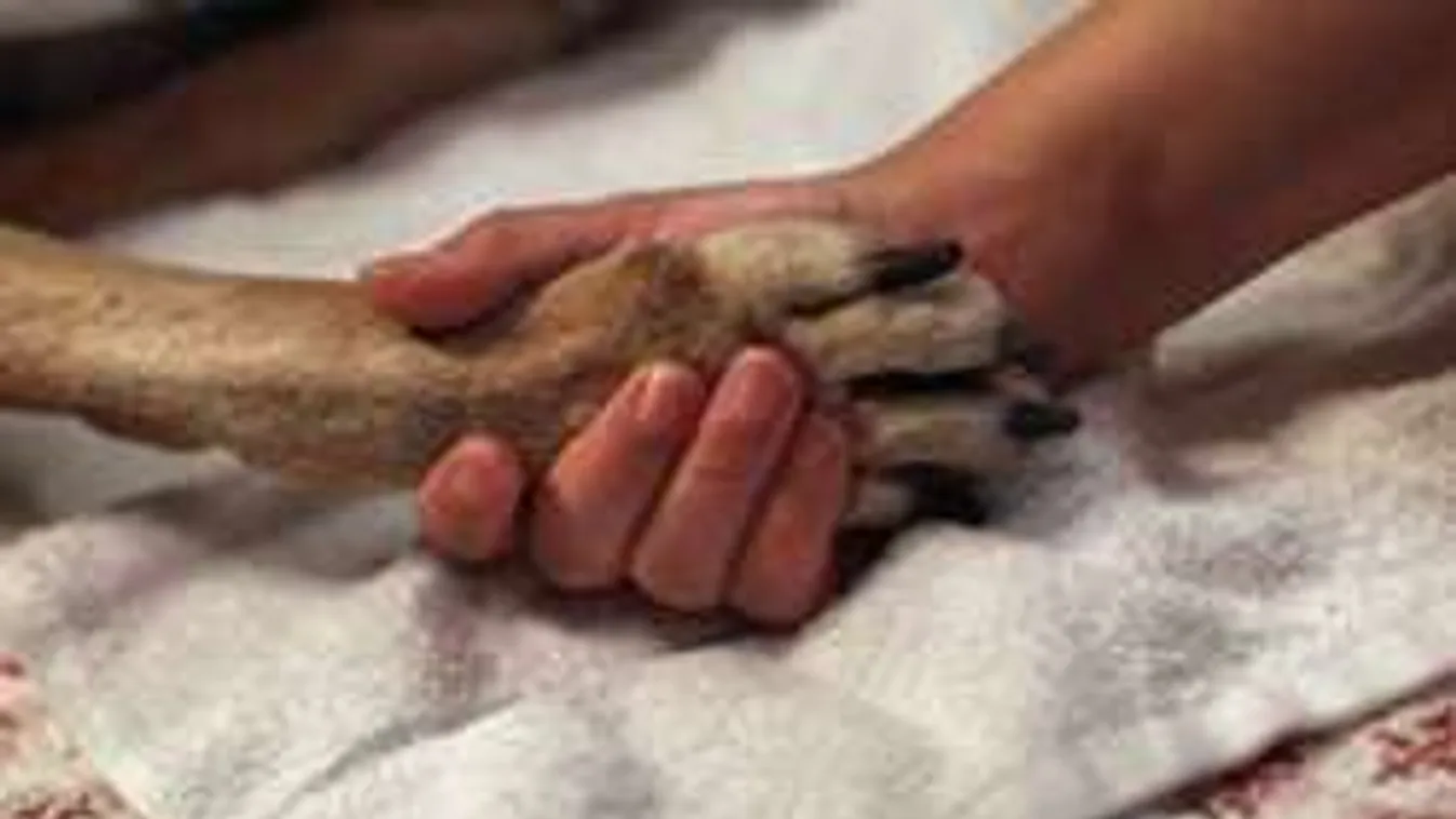 Így óvhatod a kutyád tappancsát a hidegben. Ez az egyszerű trükk segít!