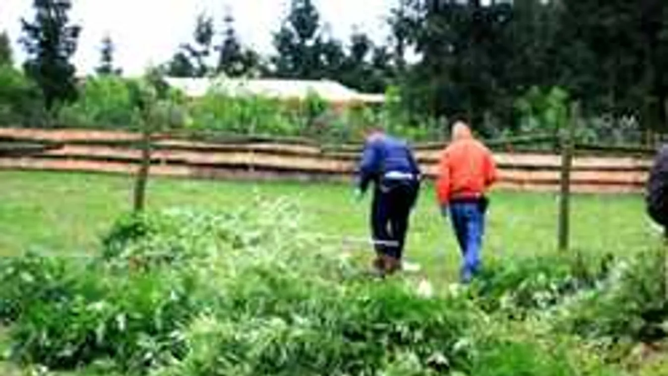 Fiaival termesztette a drogot a niklai édesanya