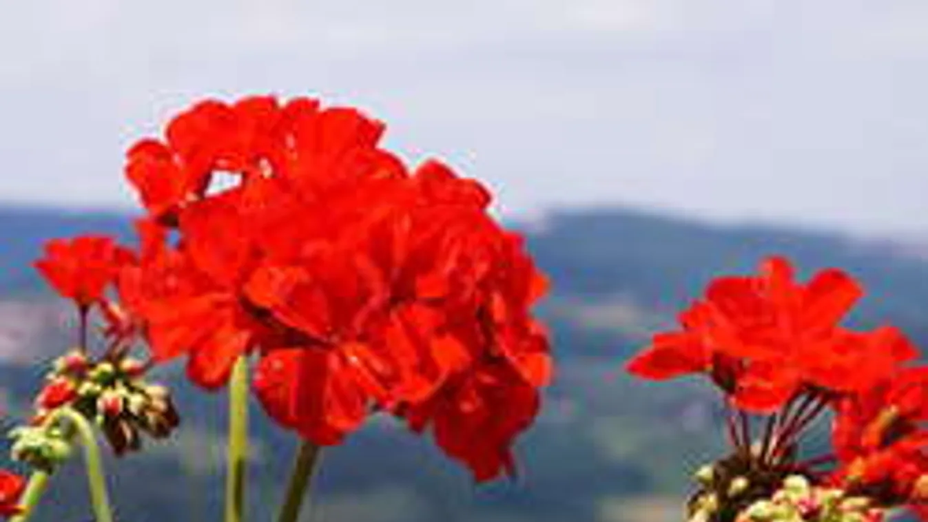 Ennél olcsóbb muskátli egyszerűen nem létezik!