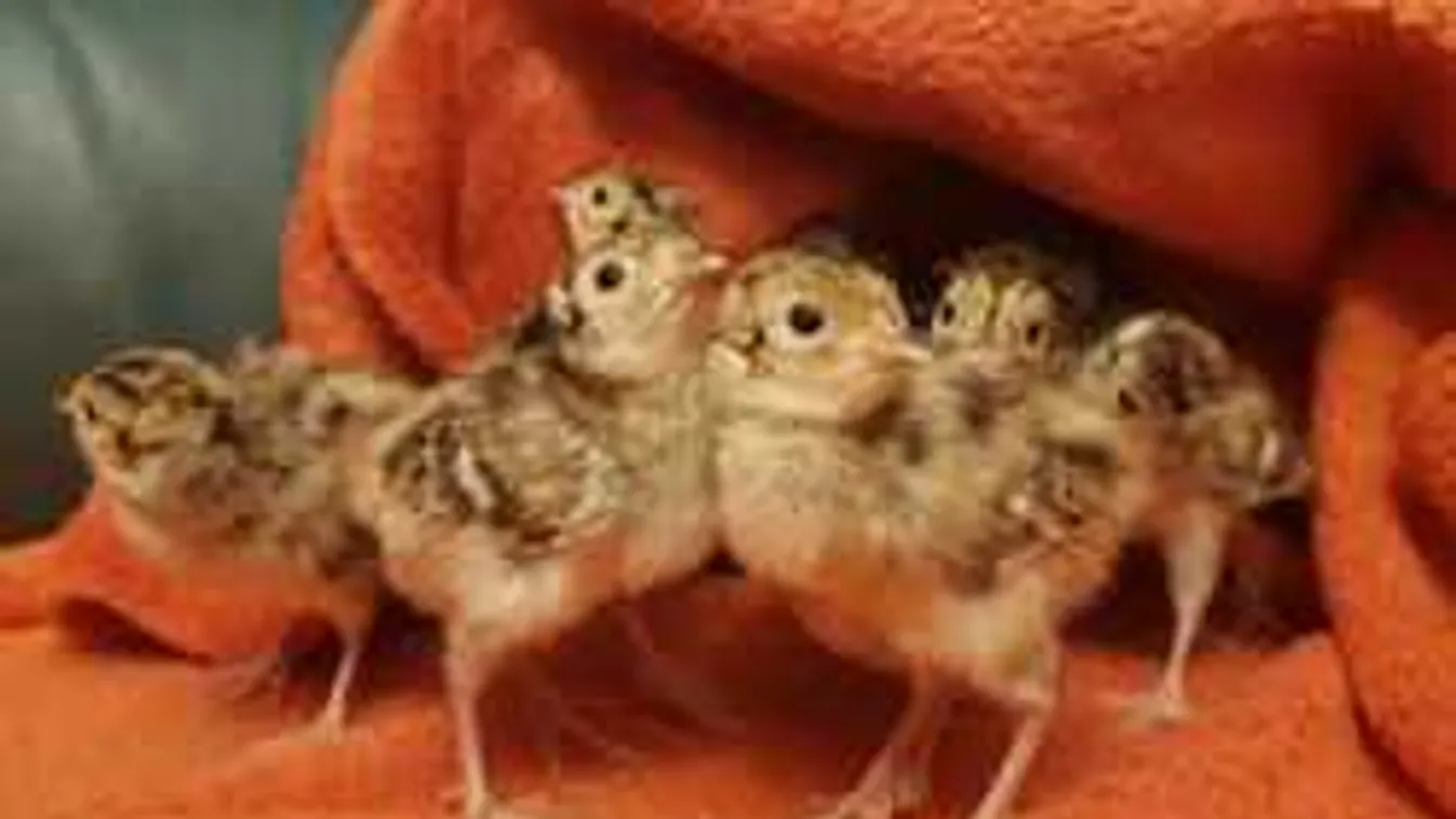 Ennél cukibb képet ma már nem látsz: kikeltek a védencek