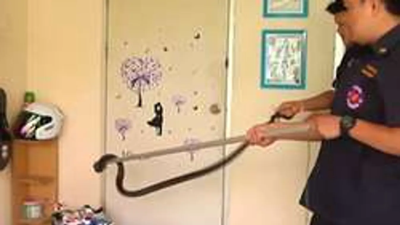 Hátborzongató lény keltett riadalmat egy családi házban!