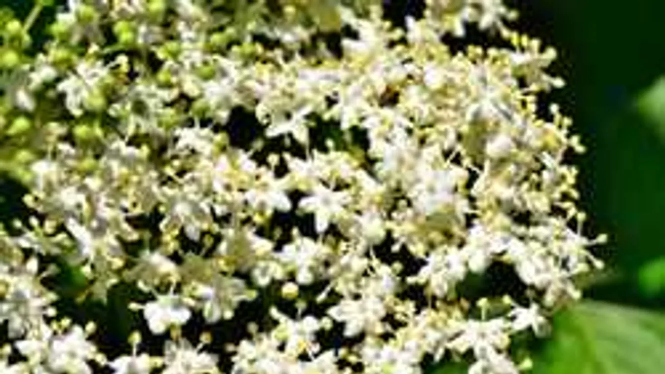 Életed lekvárja lesz, idén így tedd el a bodzát