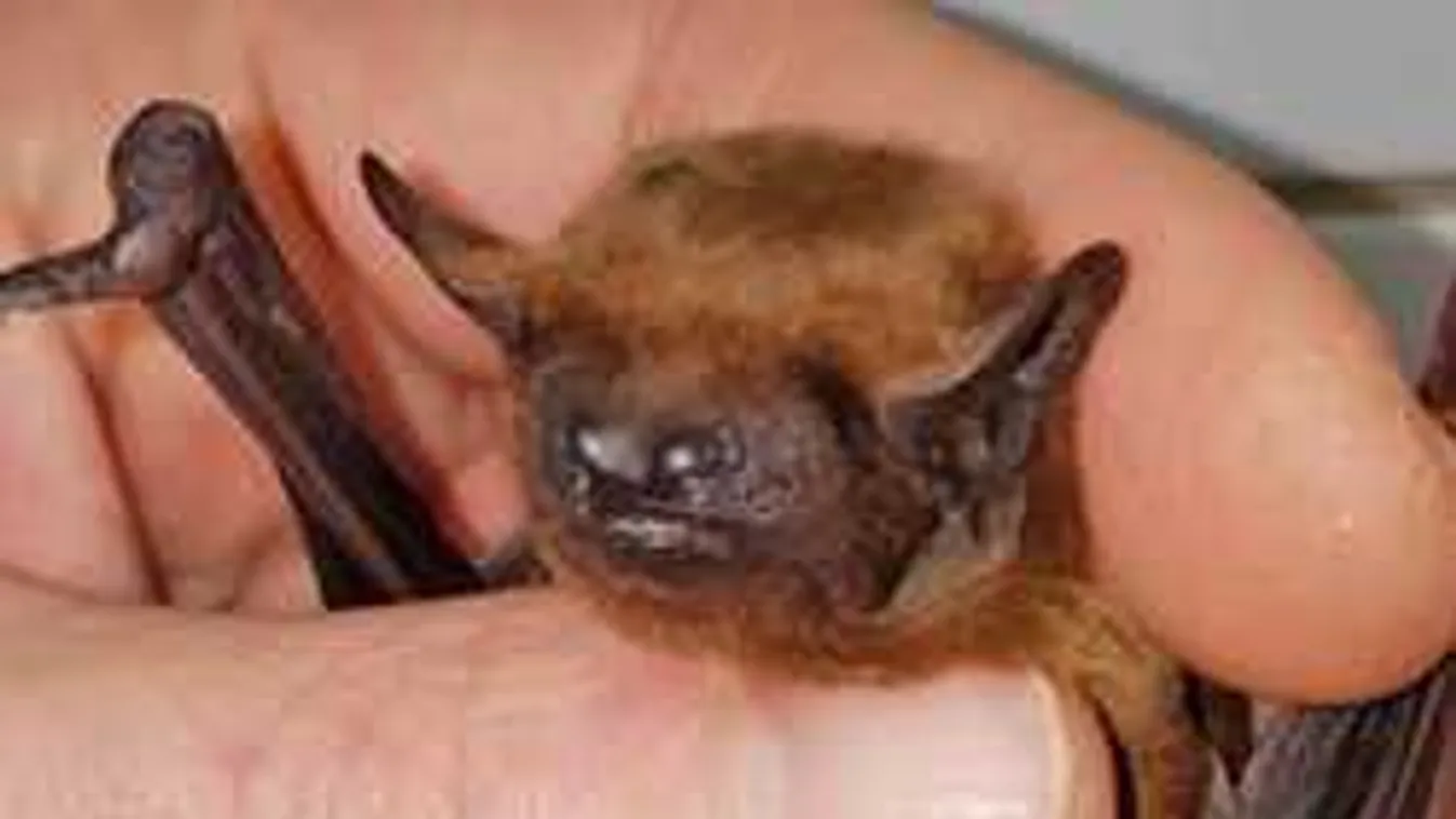 Ez a cukiságfaktor csúcsa, sínbe tették a kis denevér lábát
