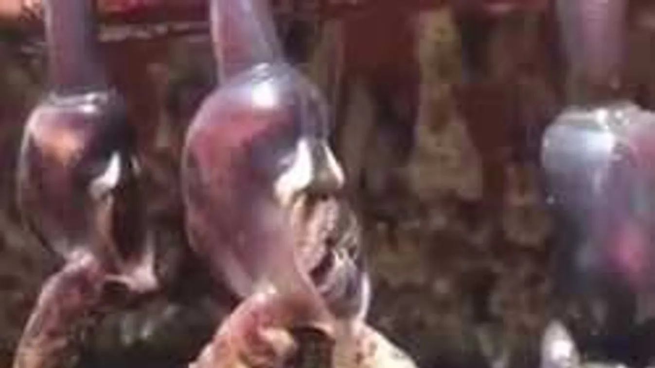 Borzalmas tengeri szörnyeket videóztak a halászok, felfordult a gyomruk